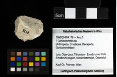 Foto (Objekt + Etiketten) von ? Goniodromites sp. 